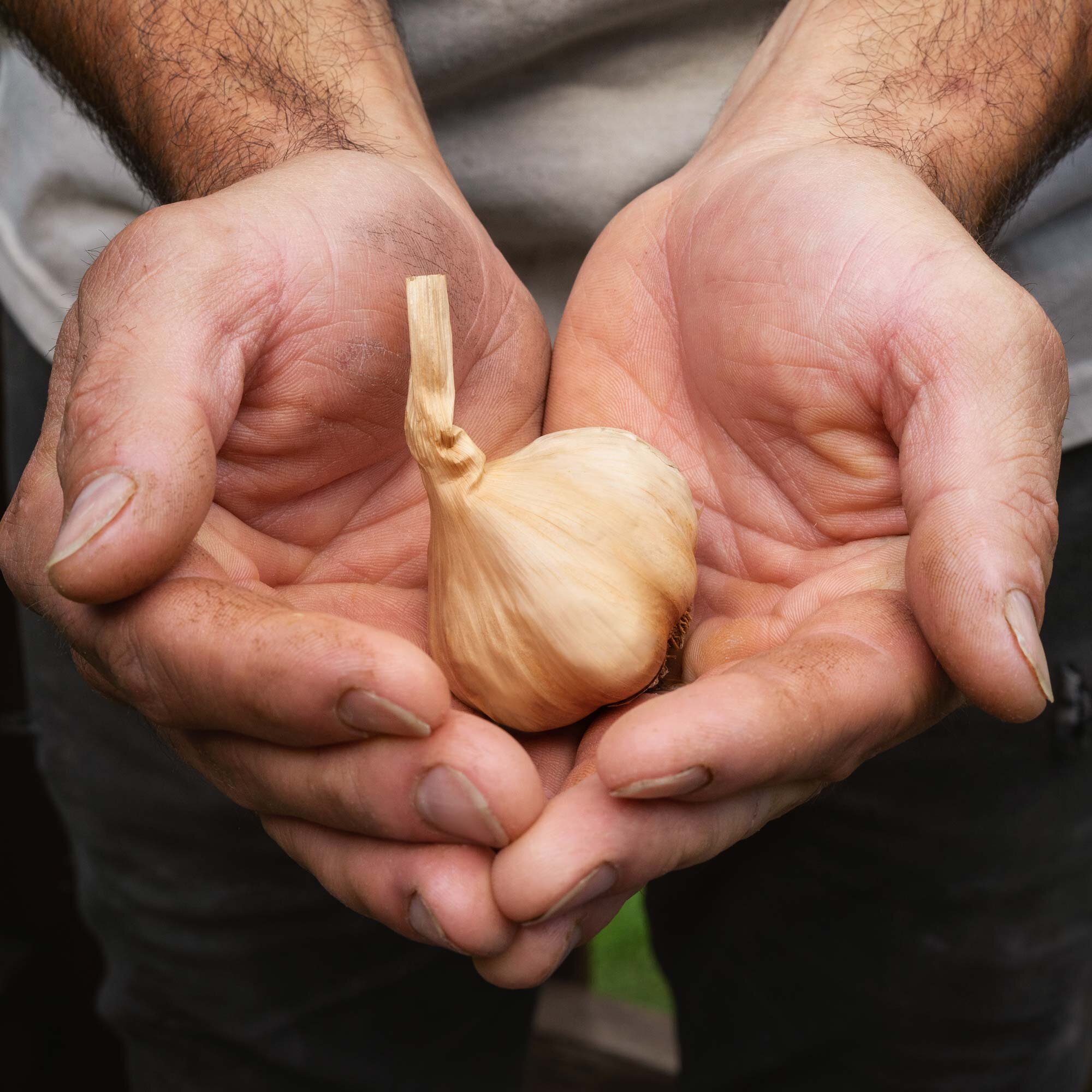 Organic Black Garlic Whole Bulbs – 3/4 lb